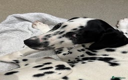 Dalmatian dogs for sale: Dalmatian puppy for sale 5 months  - Image 3