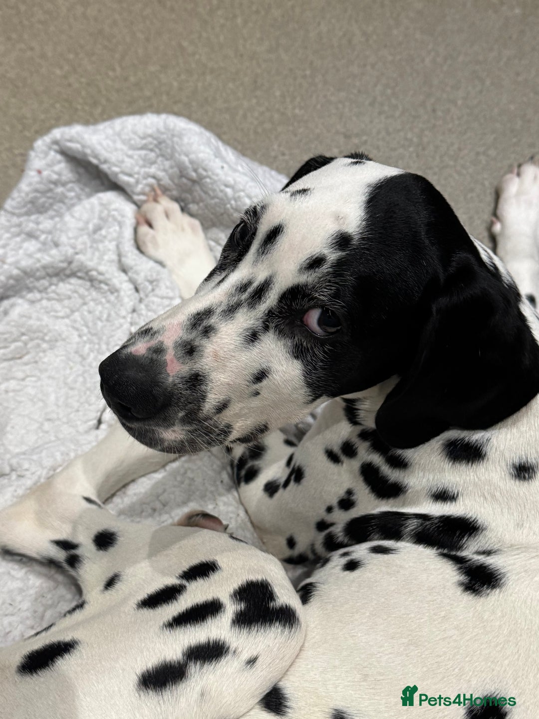 Dalmatian dogs for sale: Dalmatian puppy for sale 5 months  - Image 3