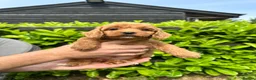 Cockapoo dogs for sale: Red cockapoo puppies  - Advert 12