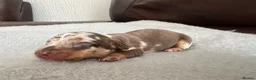 Dachshund dogs for sale: 5 Dachshund Puppies  - Advert 6
