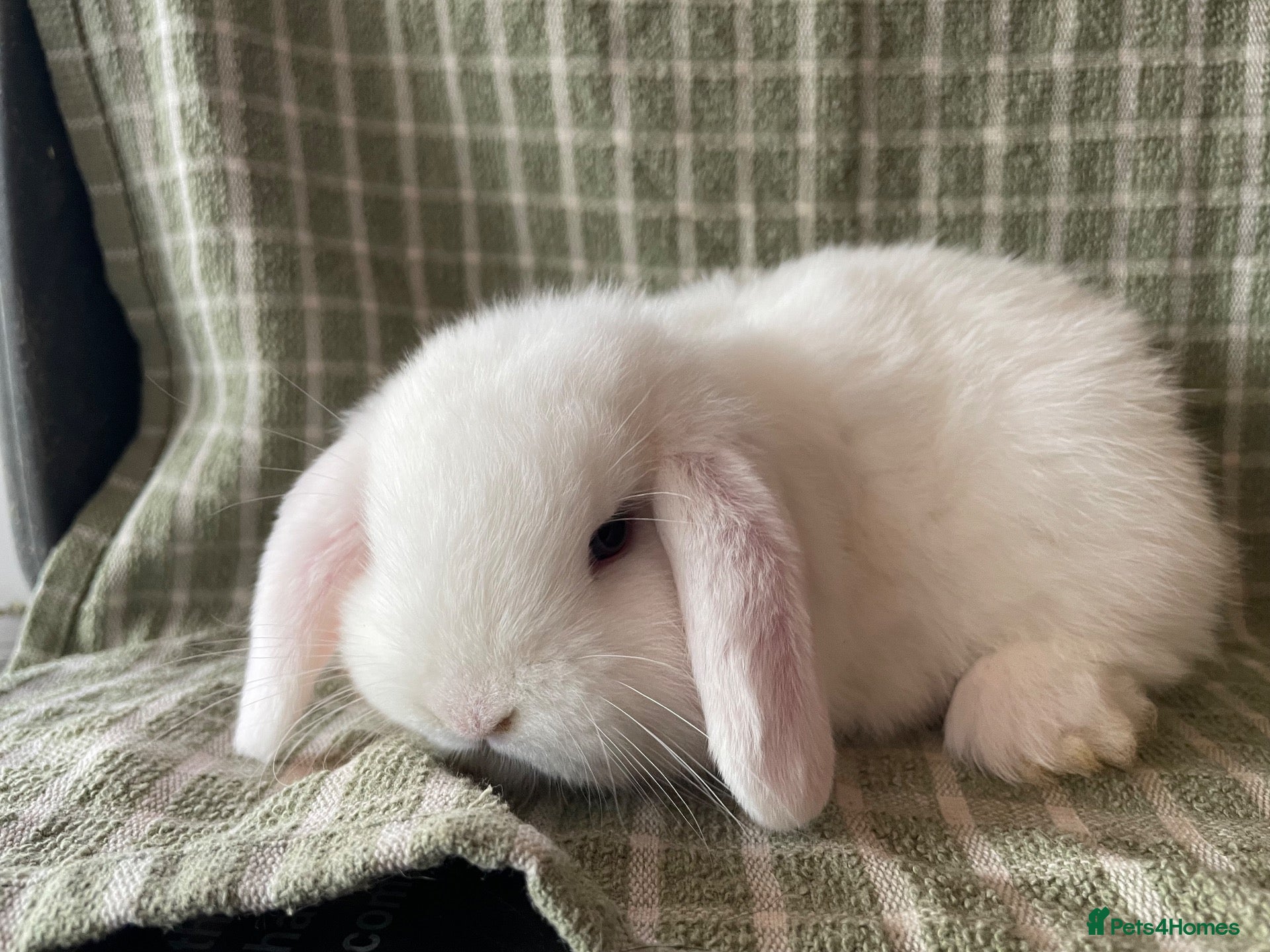 Mini Lop rabbits Mini lops does ready to reserve  - Advert 17