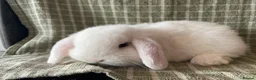 Mini Lop rabbits for sale: Mini lops does ready to reserve  - Advert 1