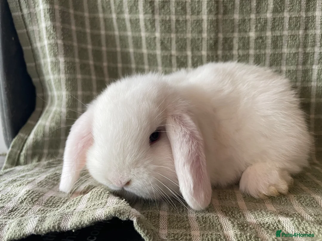 Mini Lop rabbits for sale: Mini lops does ready to reserve  - Advert 1