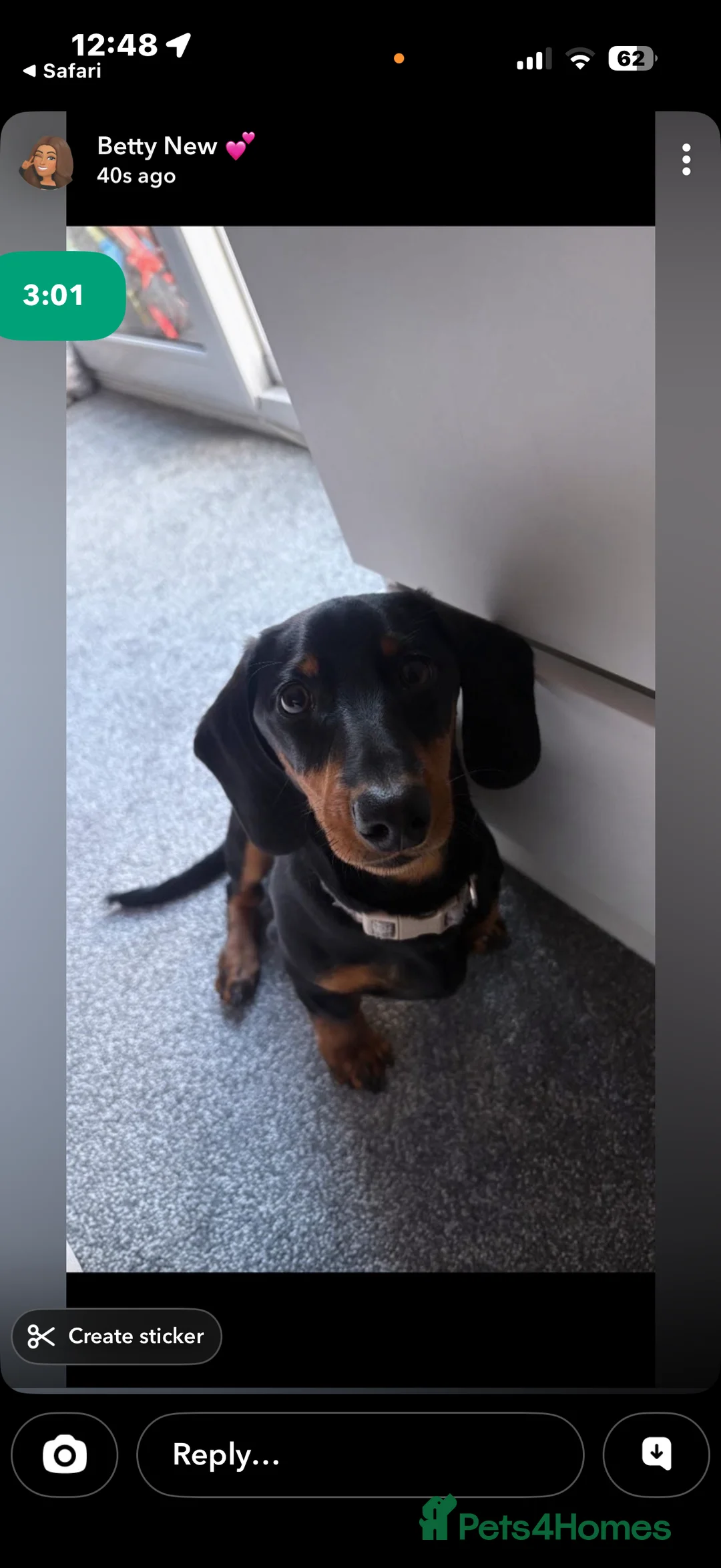 Miniature Dachshund dogs for sale: Black and brown dash hound 9 month old  - Advert 2
