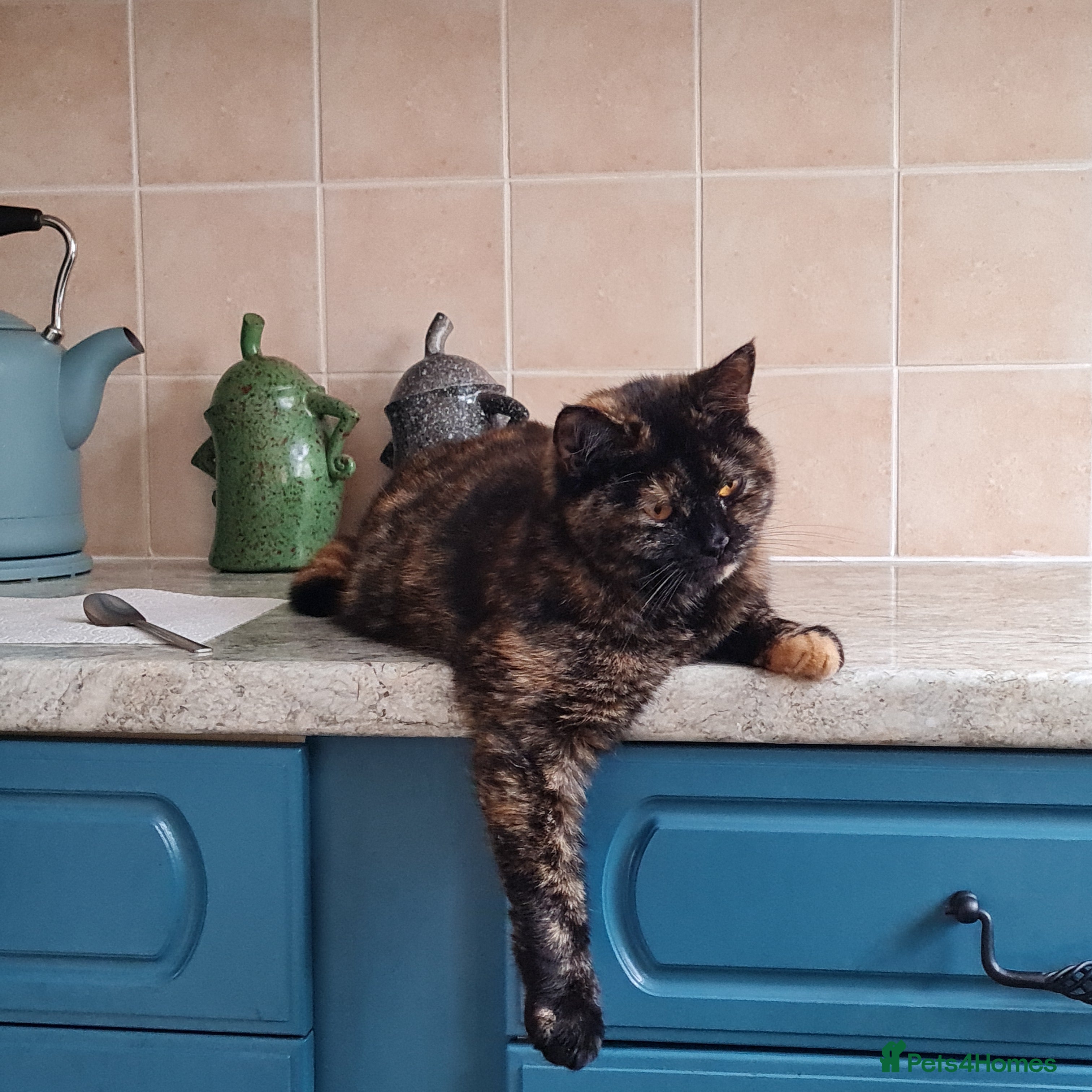 Domestic Shorthair cats Rosie - 06/12 still available  - Advert 11