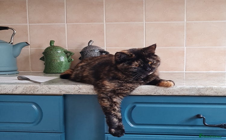 Domestic Shorthair cats Rosie  - Advert 1