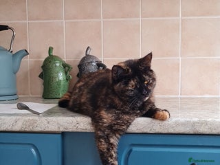 Domestic Shorthair cats Rosie - Advert 13