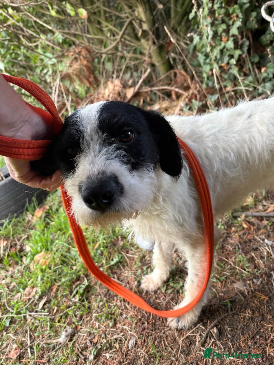 Mixed Breed dogs for adoption: Dylan - Norwich Norfolk  - Advert 1