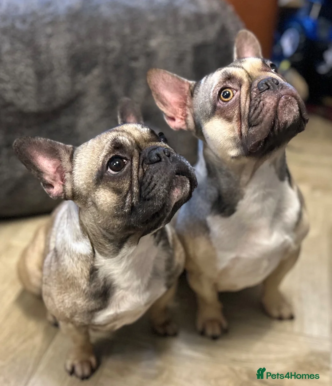 French Bulldog dogs for sale: 2 French bulldogs looking for a new home in Perth - Advert 1