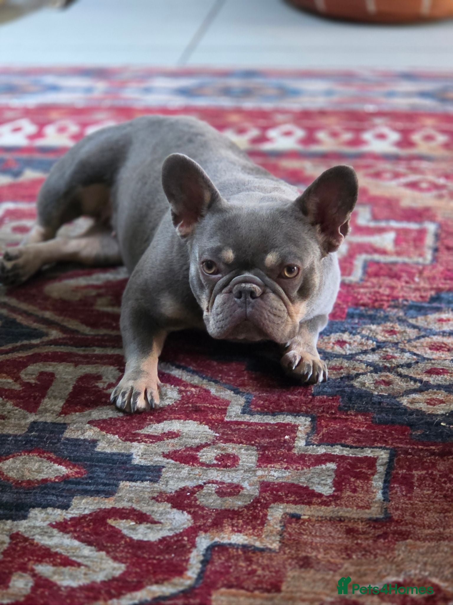 French Bulldog dogs French Bulldog - Advert 1