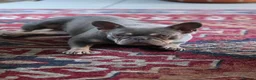 French Bulldog dogs for sale: French Bulldog - Advert 1
