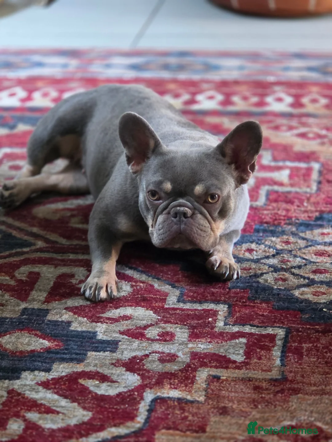 French Bulldog dogs for sale: French Bulldog - Advert 1