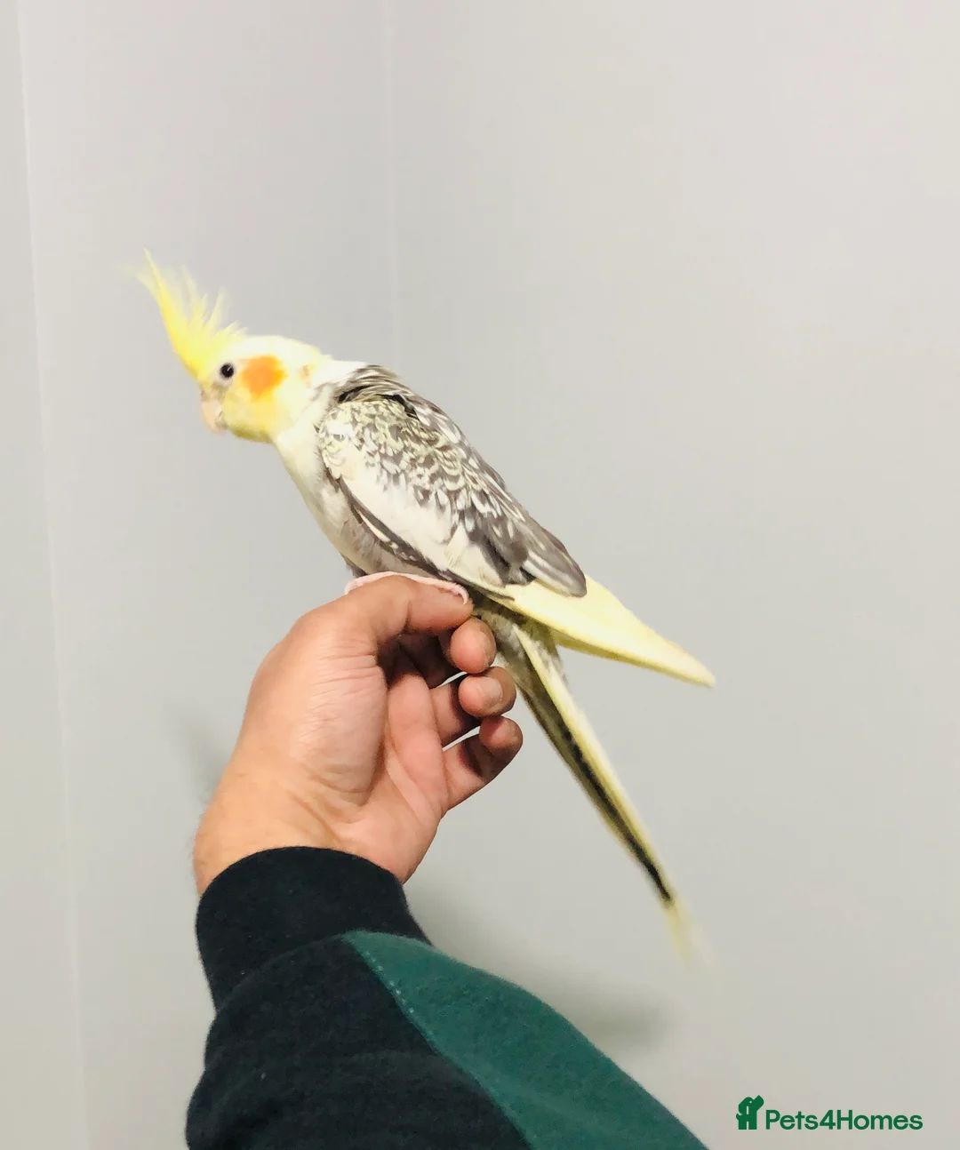 Cockatiels birds for sale: Beautiful Colours Hand tamed cocktails for sale. - Advert 8