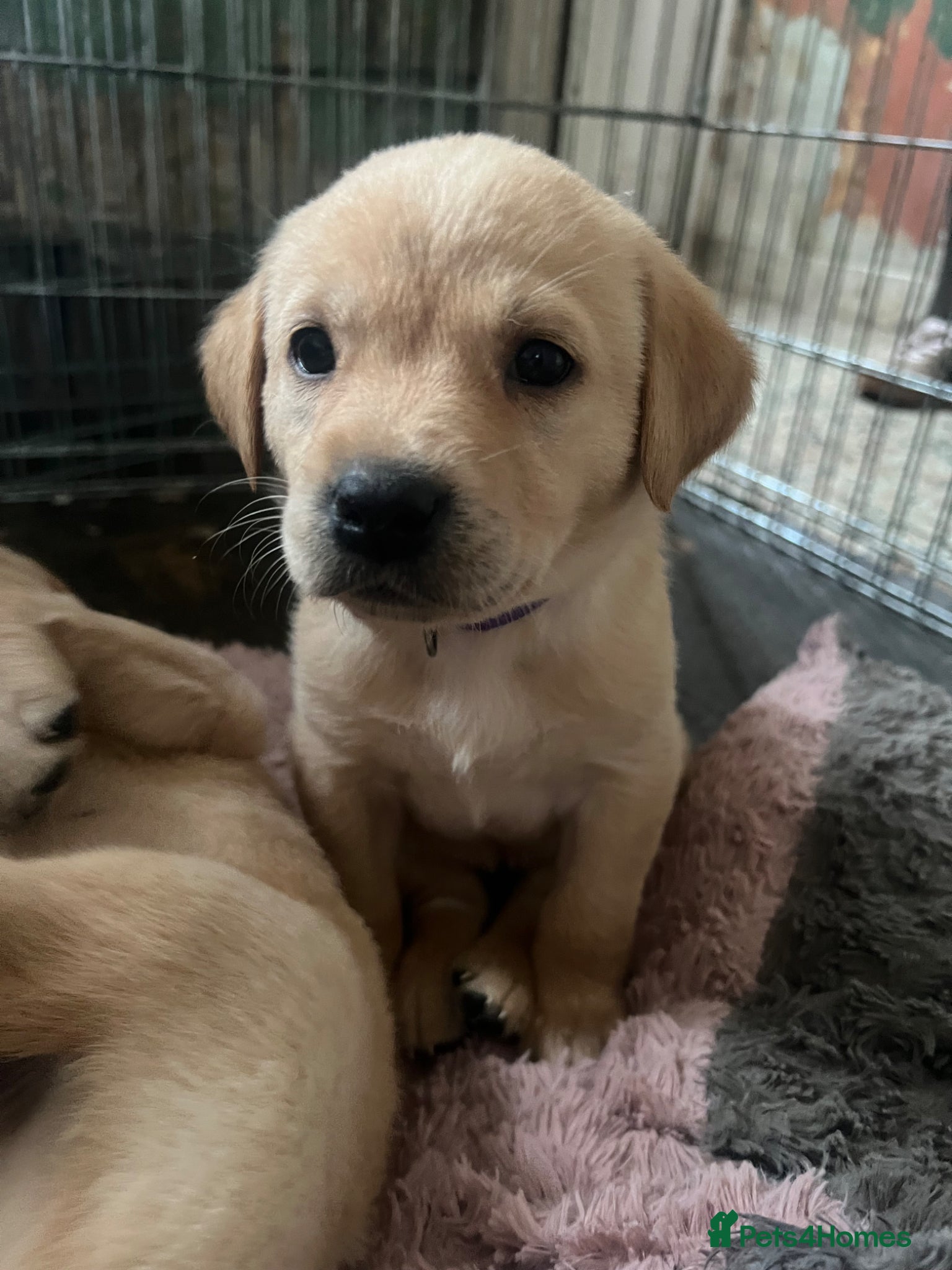 Labrador Retriever dogs KC registered working Labrador puppies - Advert 10