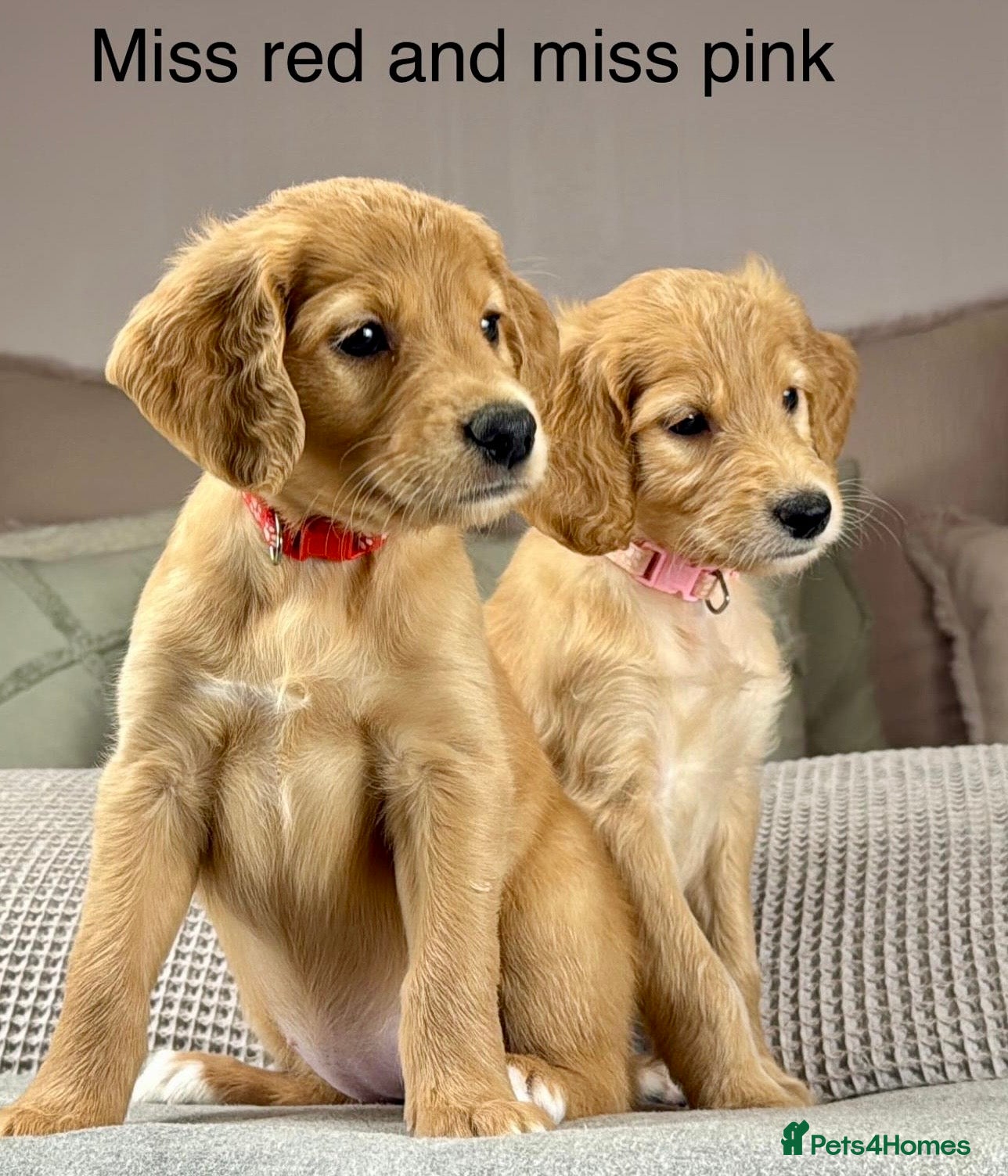 Goldendoodle dogs Healthy Gorgeous sweet natured puppies  - Advert 13