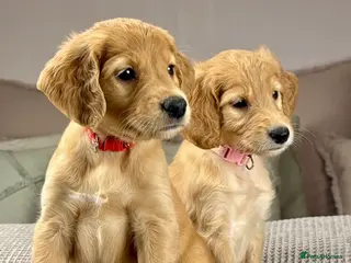 Goldendoodle dogs Healthy Gorgeous sweet natured puppies - Advert 13