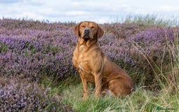 Labrador Retriever dogs for stud: 0/0 Hips & elbows fox red labrador in Leyburn - Image 1
