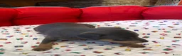 Miniature Pinscher dogs for sale:  Kc reg Blue boy Has to be seen to be believed  - Advert 2