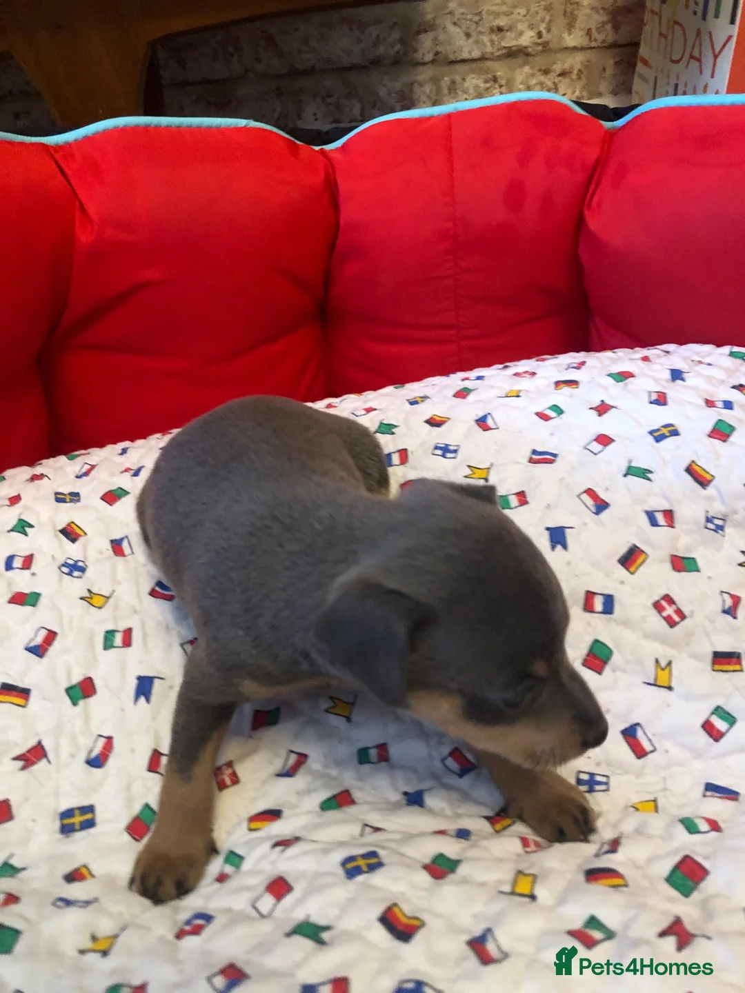 Miniature Pinscher dogs for sale:  Kc reg Blue boy Has to be seen to be believed  - Advert 2