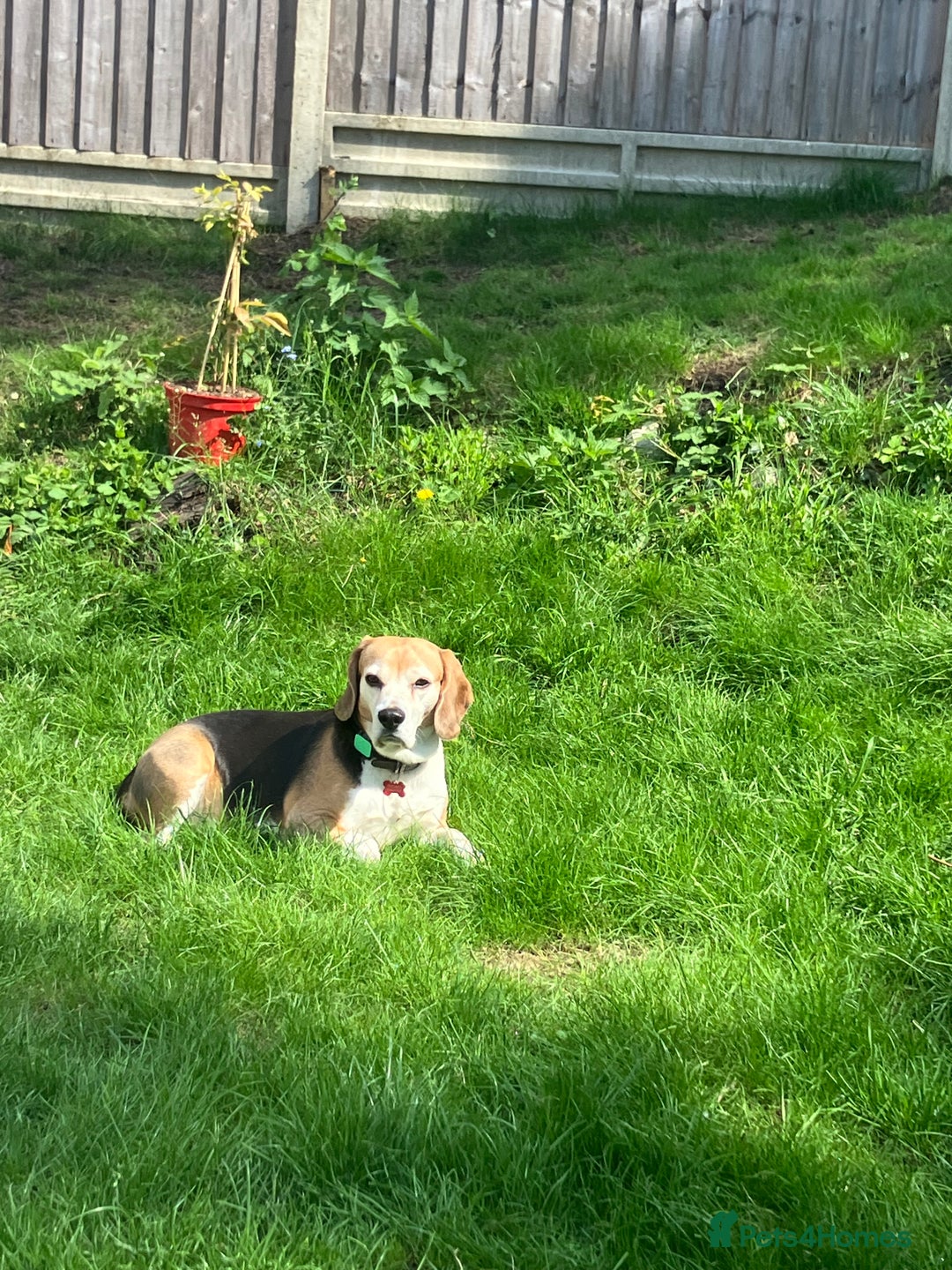 Beagle dogs for stud: Baxter wants a date - Advert 9