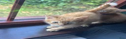 Mixed Breed cats for sale: Ginger kittens!!  - Advert 7