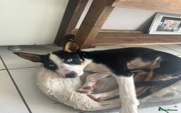 Border Collie dogs for sale: Ronnie  - Image 1