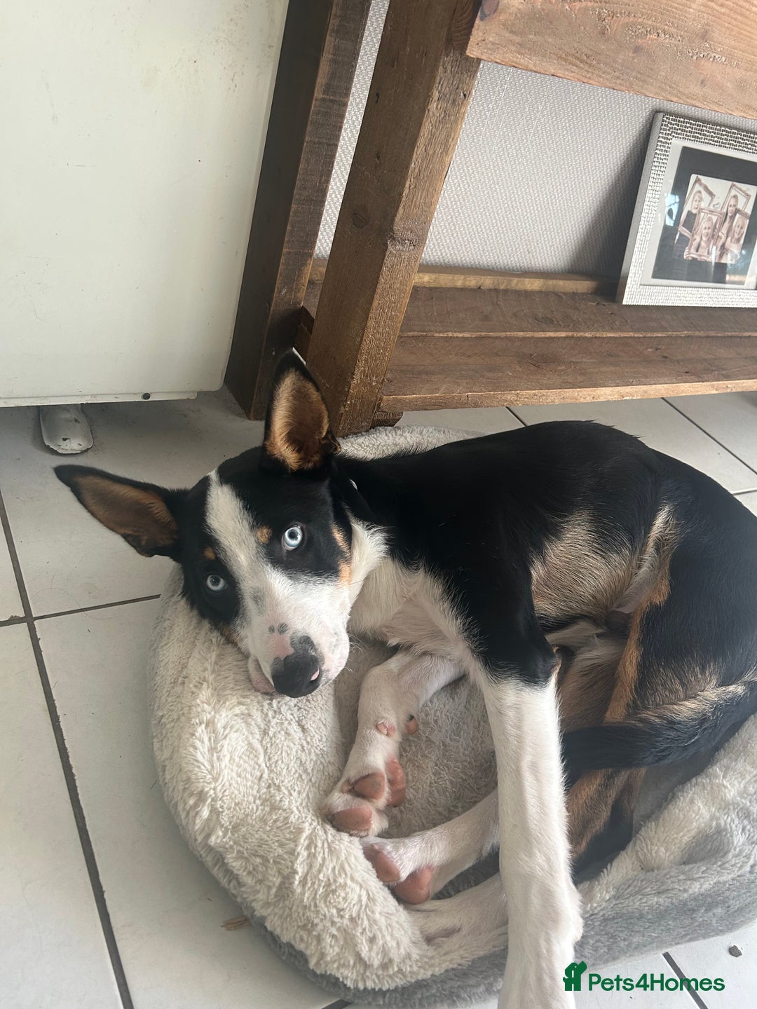 Border Collie dogs for sale: Ronnie  - Image 1