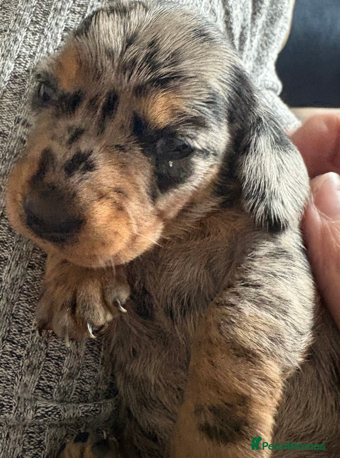 Miniature Dachshund dogs for sale: Miniature dapple dachshund  - Image 15