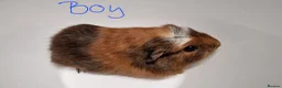 Guinea Pig rodents for sale: California x male and female Guinea pig babies  - Advert 20