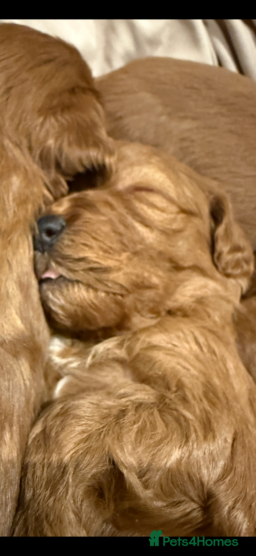 Cockapoo dogs for sale: 4 beautiful cockapoo puppies available  - Advert 11