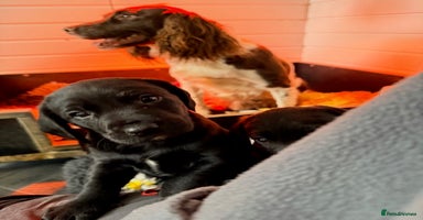 Springador dogs working line springadors - Advert 16