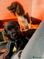 Springador dogs working line springadors - Advert 1