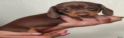 Dachshund dogs for sale: Pra Clear Minature Daushaund Puppies  - Advert 8