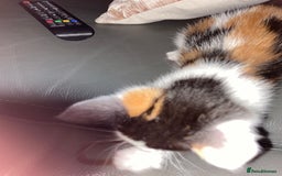British Shorthair cats for sale: Calico kitten  - Image 4