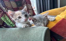 Domestic Shorthair cats for sale: Beautifully bonded brother & sister to go together - Image 2