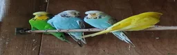 Budgerigars birds for sale: BUDGIES - various colours, various ages. - Advert 8