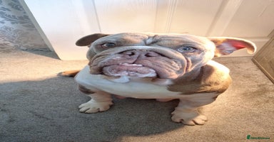 English Bulldog dogs - Advert 12