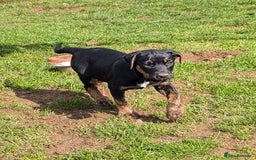 Mixed Breed dogs for sale: Huntaway x Lurcher puppies  - Image 3