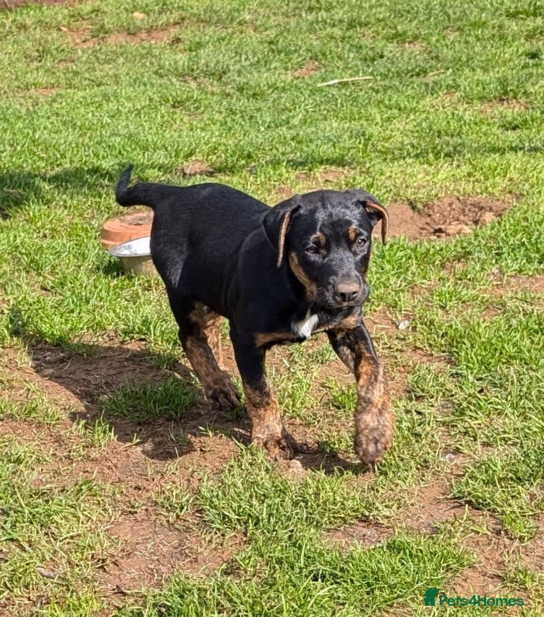 Mixed Breed dogs for sale: Huntaway x Lurcher puppies  - Image 3