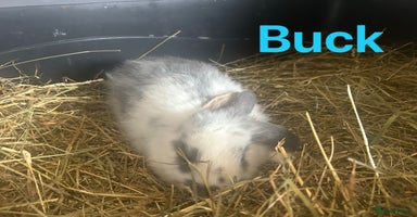 French Lop rabbits in Doncaster - Advert 6
