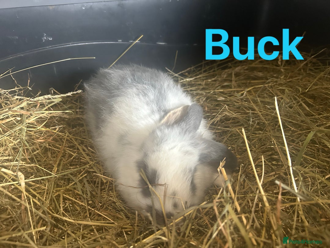 French Lop rabbits for sale: French Lop x Angora Kits READY NOW in Doncaster - Image 2