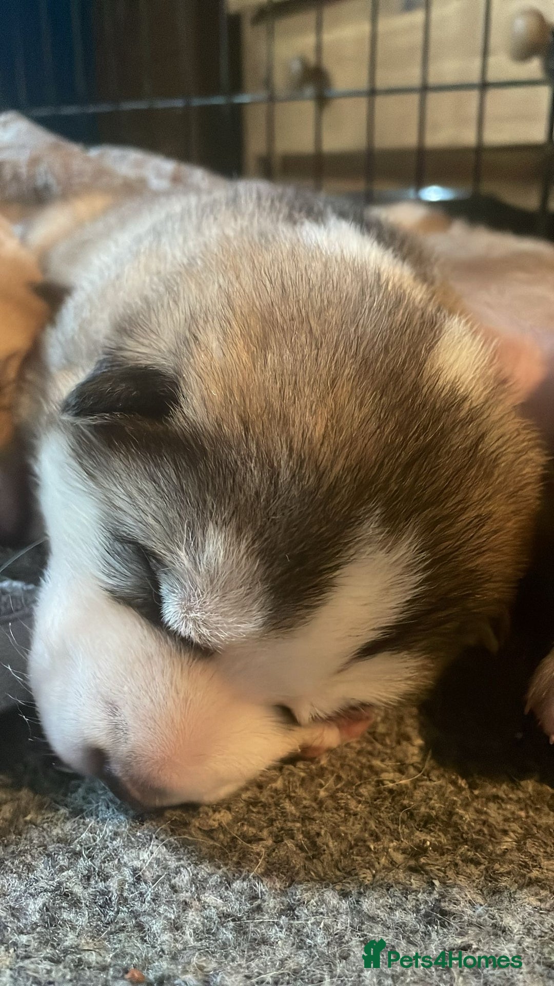 Huskita dogs for sale: Gorgeous huskita puppies for sale - Advert 5