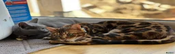 Bengal cats for sale: Mooshi & Summer – Bonded Pedigree Bengal & RB Pair - Advert 3