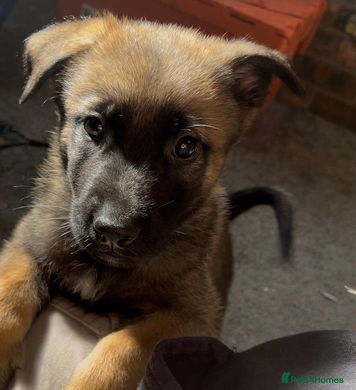 Mixed Breed dogs Litter of 10 Gsd X Mal  - Advert 4