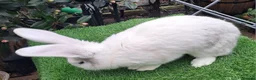 Continental Giant rabbits for sale: Super Stars  Stud Service -Beautiful PROVEN Bucks  - Advert 4