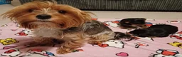 Yorkshire Terrier dogs for sale: Two boys - Advert 3