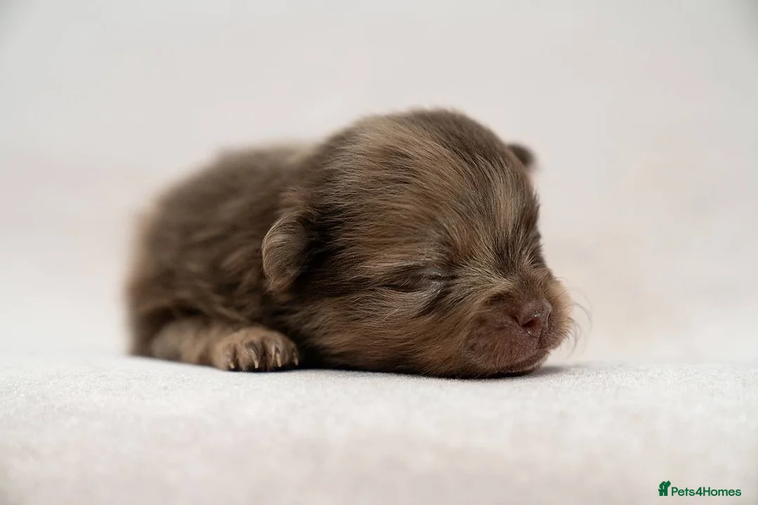 Pomeranian dogs for stud: STUD Chocolate and Tan Merle Blue Eyes Puppy Size in Guildford - Advert 18