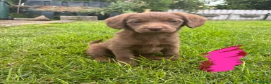 Labradoodle 2