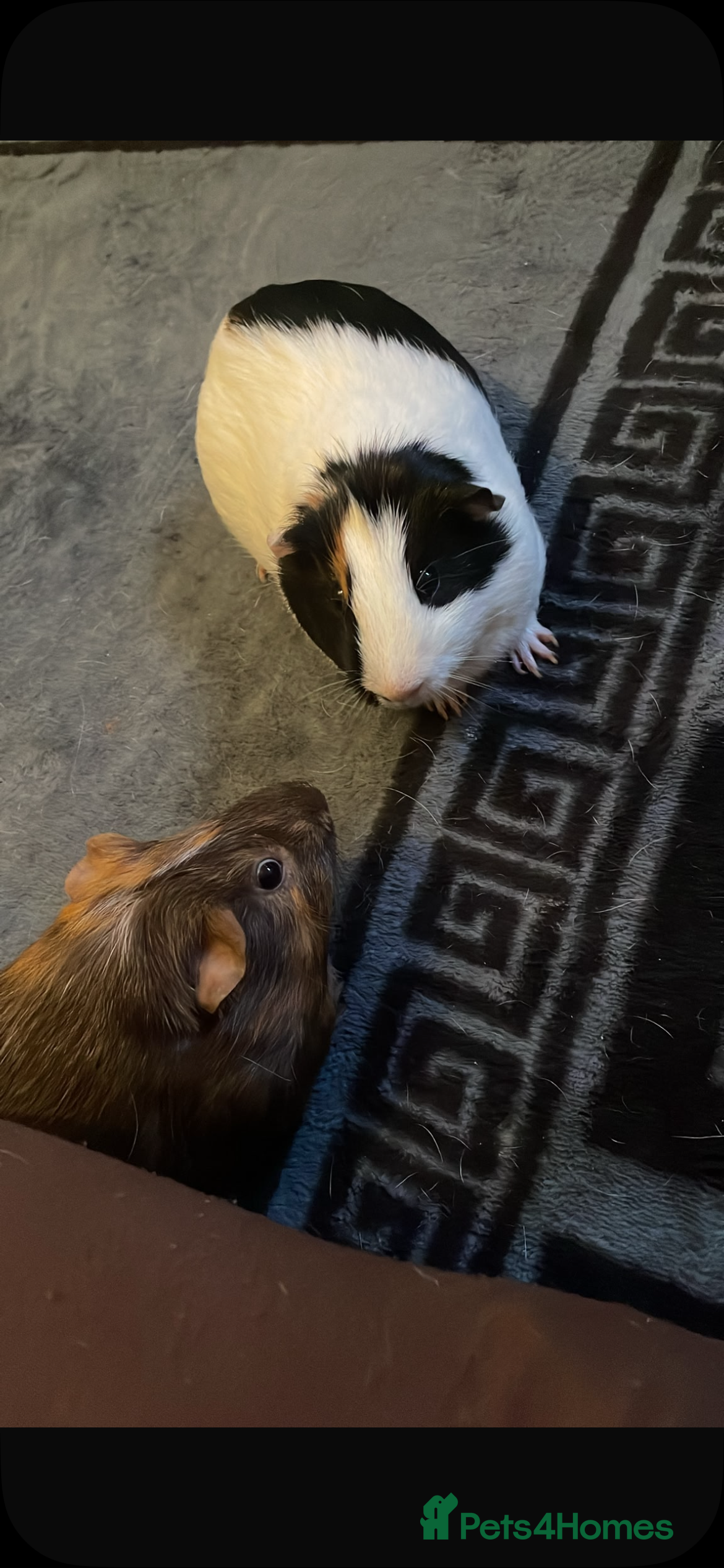 Guinea Pig rodents Two guinea pig brothers for sale  - Advert 1