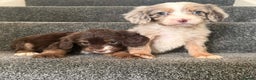 Cockapoo dogs for sale: Outstanding puppies are ready go to  - Advert 5
